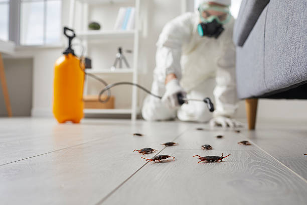 Commercial Rodent Management in Ardmore